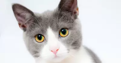 Gato