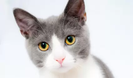 Gato