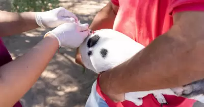 Invita SSA a participar en campaa de reforzamiento de vacunacin antirrbica ca