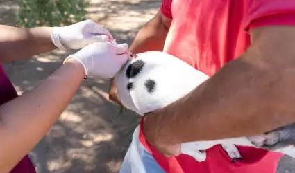 Invita SSA a participar en campa�a de reforzamiento de vacunaci�n antirr�bica ca