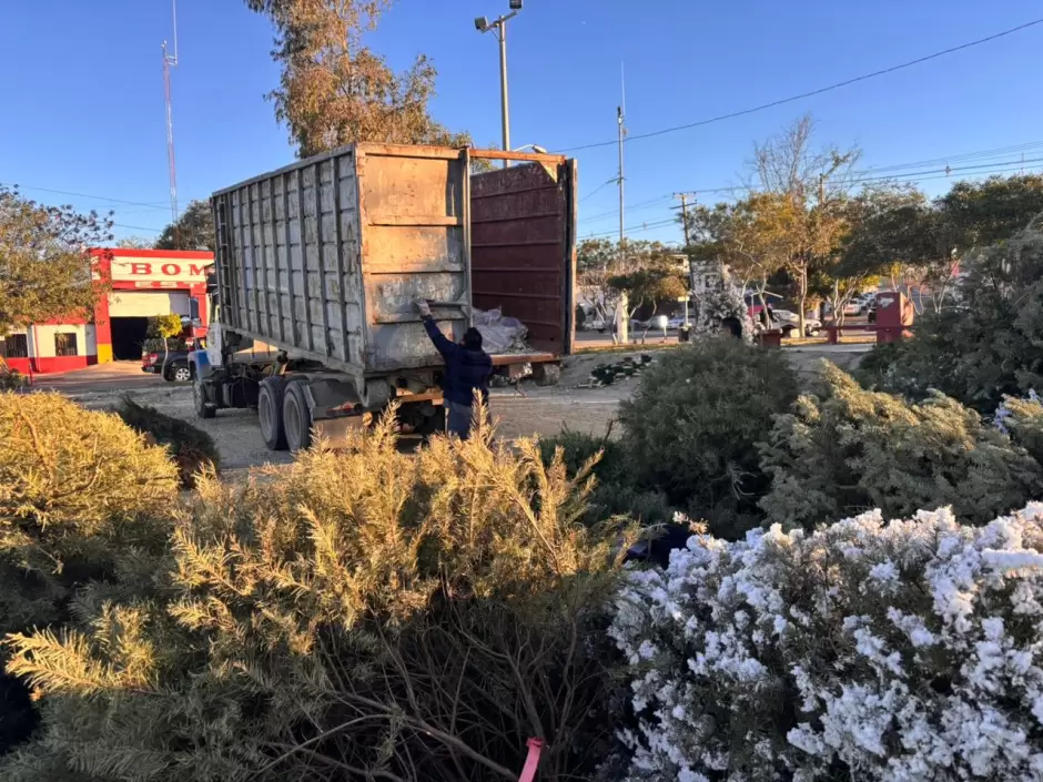 Acopio de rboles de navidad