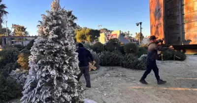 Acopio de rboles de navidad