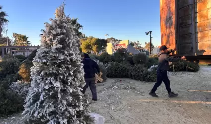 Acopio de rboles de navidad