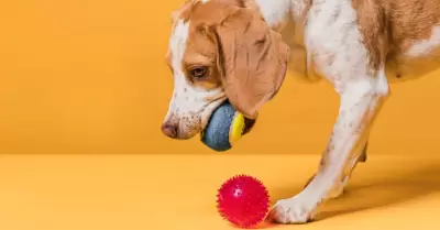 Perro jugando.