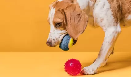 Perro jugando.