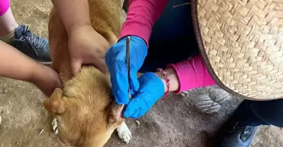 Ofrece JSST acciones preventivas contra la rickettsiosis