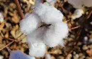 Avanza la defoliacin del cultivo algodonero en el Valle de Mexicali: AGRICULTURA