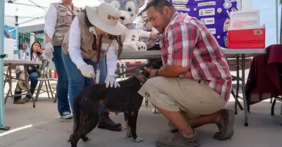 Invitan a participar en campa�a de reforzamiento de vacunaci�n antirr�bica canin