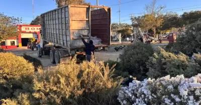 Pinos navide�os recibidos en los centros de acopio