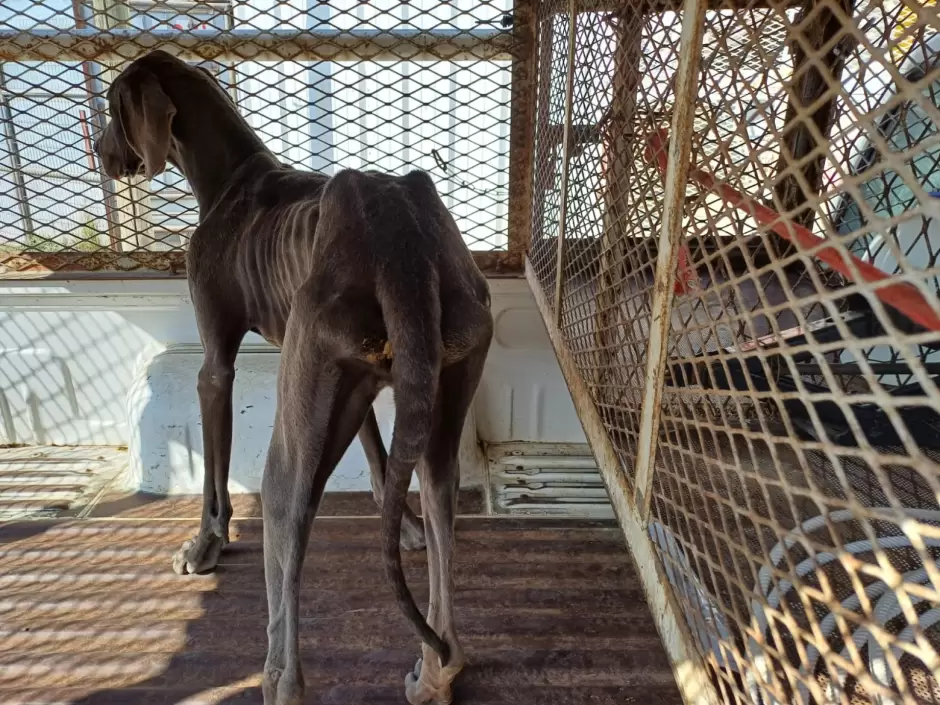 Realiza FGE cateo y rescata a dos canes en estado de abandono