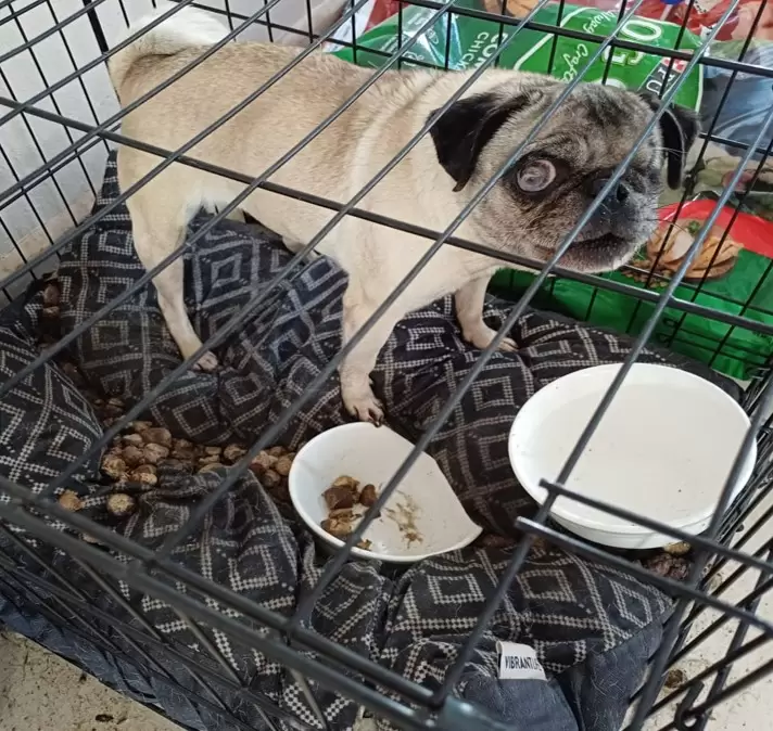 Realiza FGE cateo y rescata a dos canes en estado de abandono