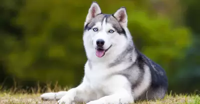 Husky