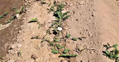 Realizar� INIFAP pl�tica t�cnica sobre Malezas y su Control integrado en Trigo