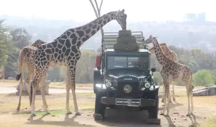 Benito conoce a su nueva familia en Africam Safari, Puebla