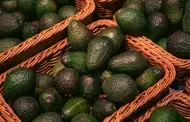 Anuncia Sheinbaum plan de acci�n para reanudar exportaci�n de aguacate a Estados Unidos
