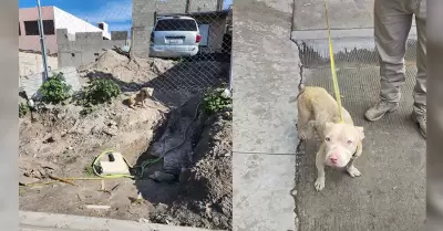 Rescate de perro maltratado en colonia El Tecolote