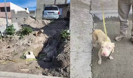 Rescate de perro maltratado en colonia El Tecolote