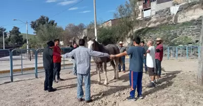 Utilizan equinoterapia como parte del tratamiento de rehabilitacin para usuario