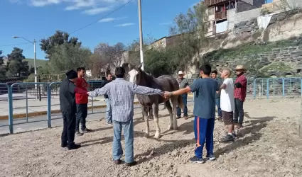 Utilizan equinoterapia como parte del tratamiento de rehabilitacin para usuario