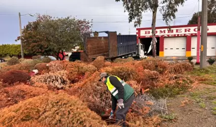 Campaa de reciclaje de rboles navideos