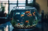 Las mejores peceras que puedes tener para tus peces