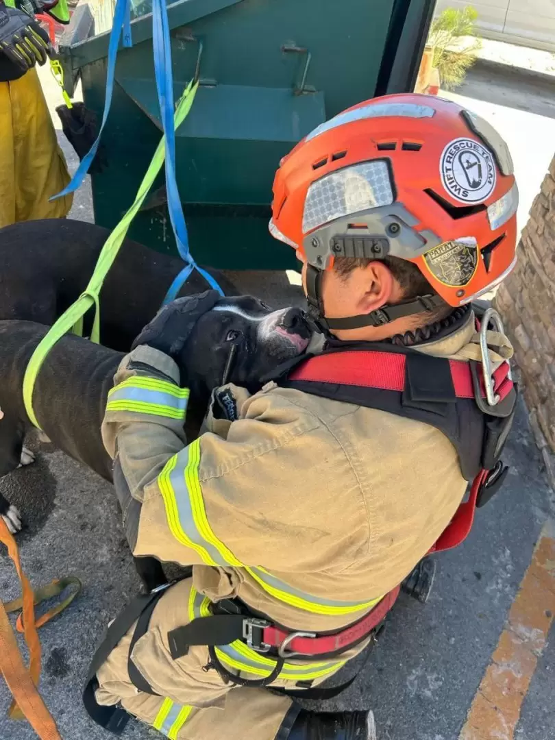 Rescatan Bomberos de Tijuana a dos perritos de un cerro