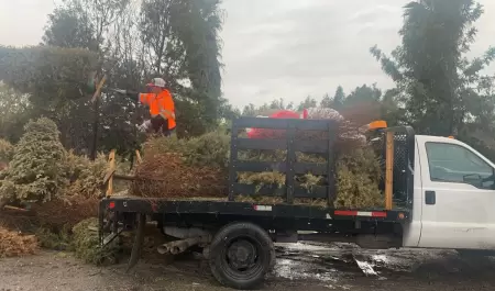 Reciclaje de �rboles navide�os