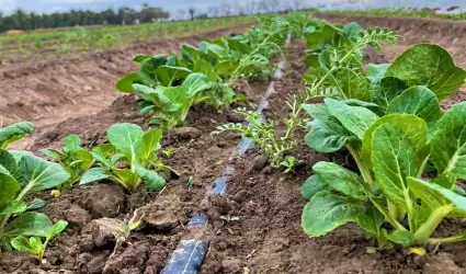 Microbiologa del suelo