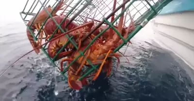 Iniciar� este 16 de febrero la veda de la langosta roja del Pac�fico: