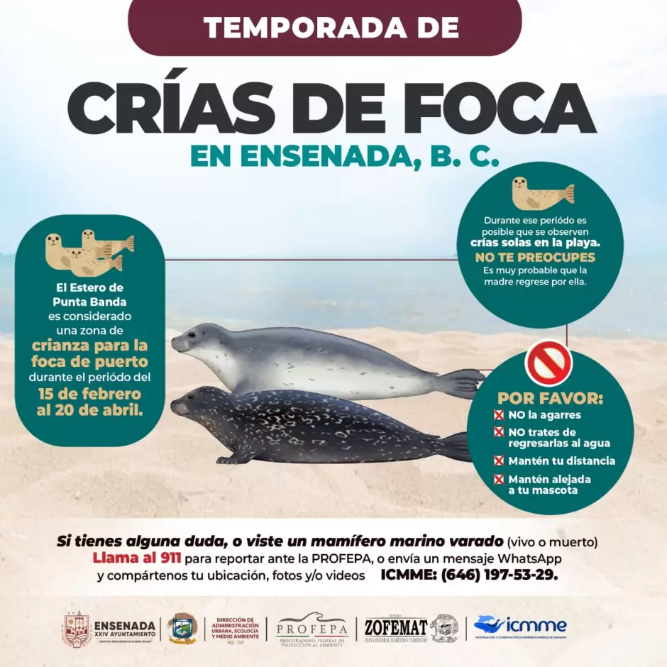 Instalan sealtica sobre la crianza de focas