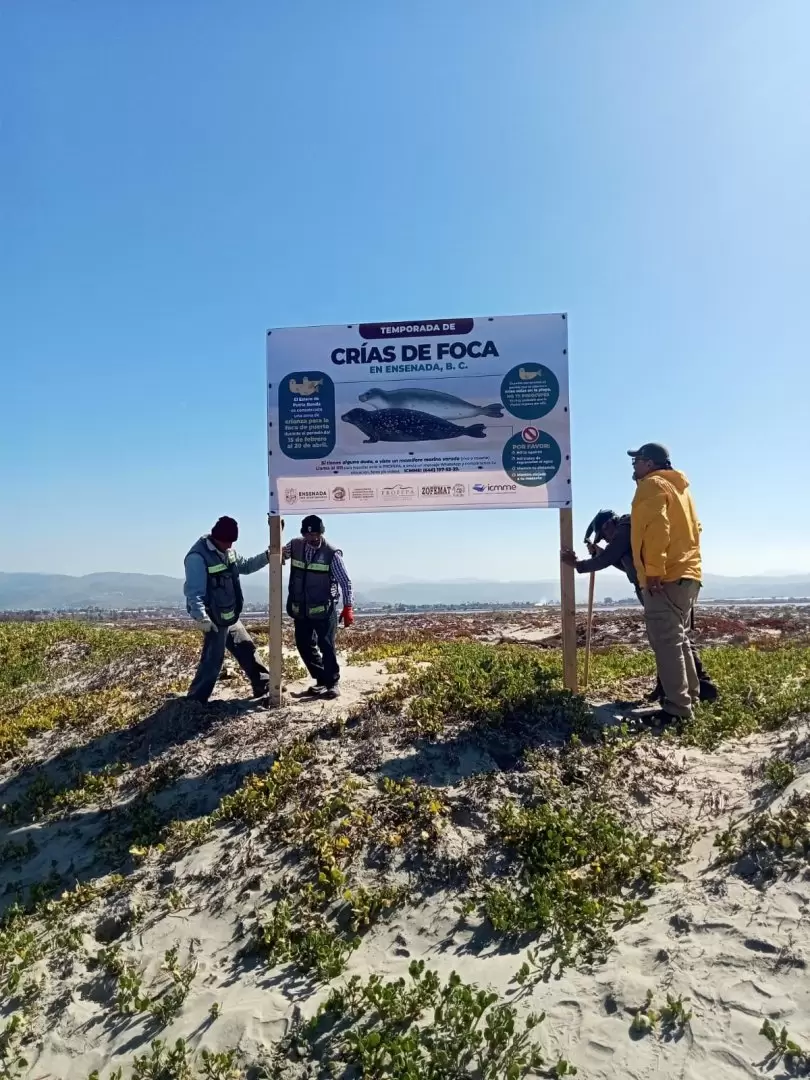 Instalan sealtica sobre la crianza de focas