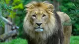 Un hombre murió mutilado por un león, en un zoológico en India
