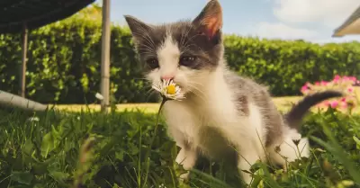 El gato es el nico animal que celebra su da tres veces al ao