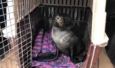 Cría de foca rescatada en Playas de Tijuana