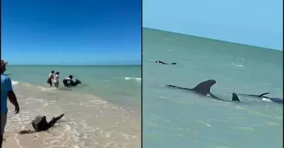 Ballenas