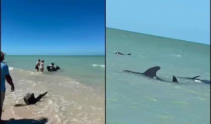 Ballenas