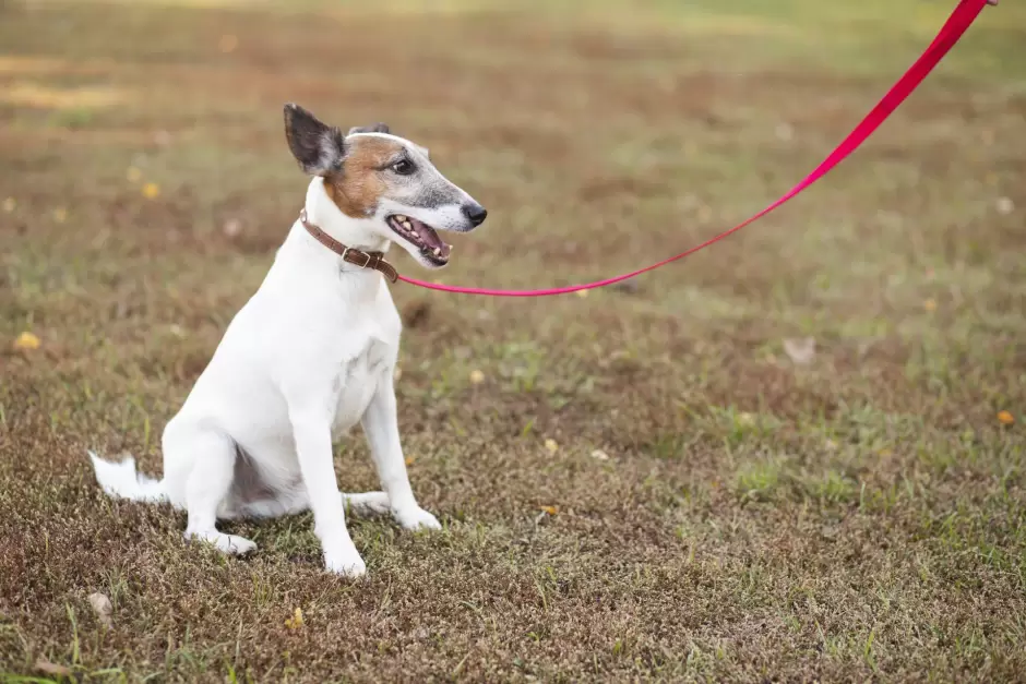 Perro con collar y correa