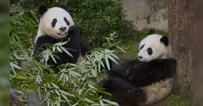 Pandas gigantes