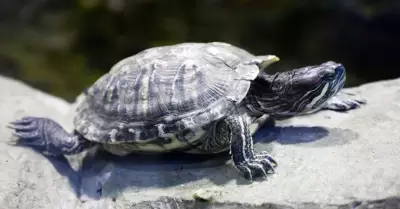 Tortuga de agua