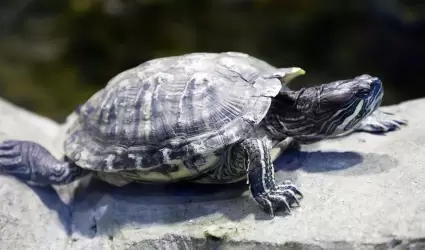 Tortuga de agua