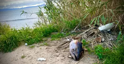 Mariscos contaminados