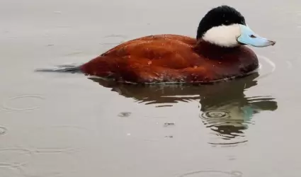 Lago del Parque de la Amistad se convierte en hogas temporal de aves migratorias