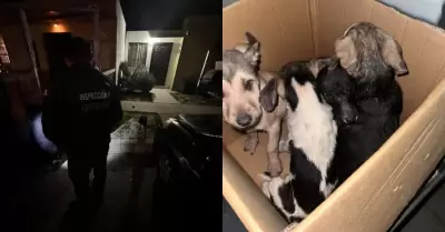 Rescata Ayuntamiento de Tijuana a cachorros en condiciones de maltrato