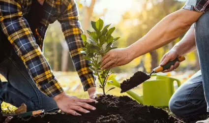 plantando rboles