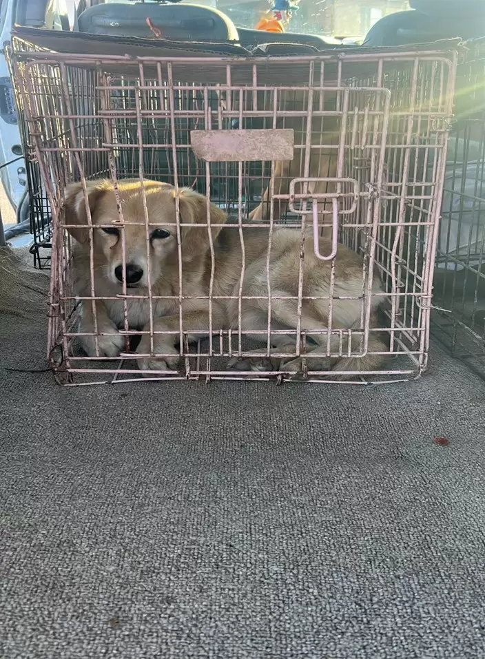 Denuncias por maltrato animal