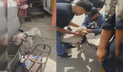 Ejecuta la Fiscala Regional de Tijuana dos cateos por maltrato animal