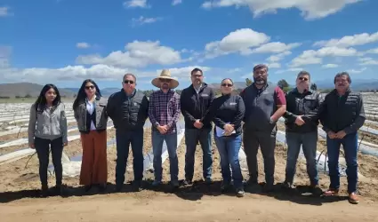 Fortalece SADERBC labores sanitarias en cultivo de chile en Valle de la Trinidad