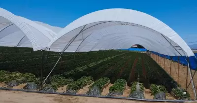 Cumplido el 86% de la superficie programada en la Zona de BC con la siembra de 2