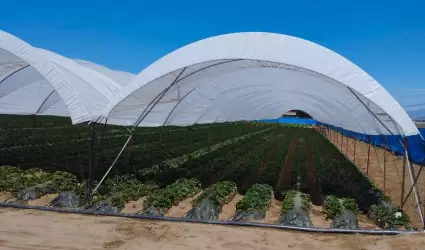 Cumplido el 86% de la superficie programada en la Zona de BC con la siembra de 2