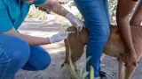 Llama Secretara de Salud a cuidar la higiene y el control veterinario en mascot